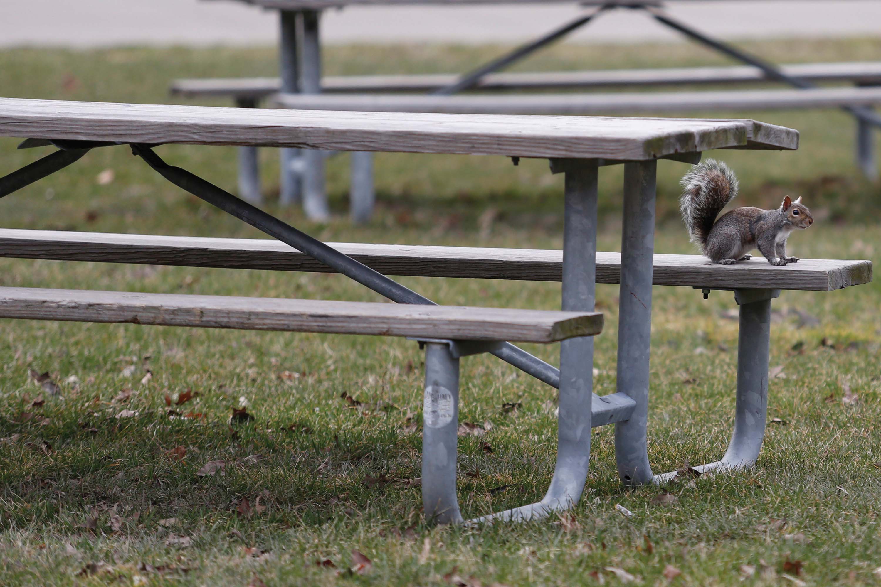 The nutty truth about squirrels on campus - The Record