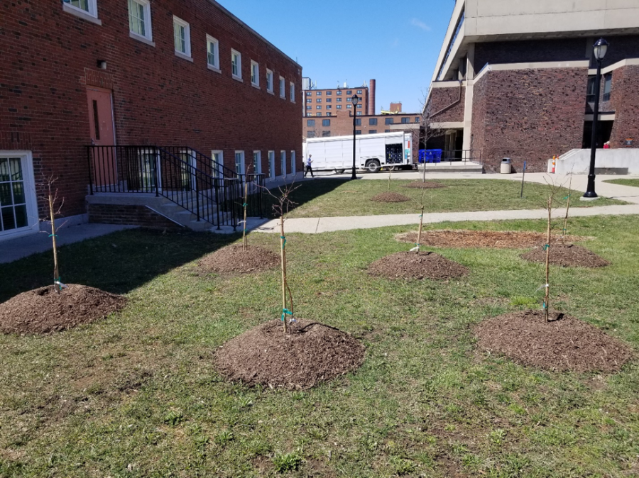 The seven new additions to the campus planted by Sypniewski near the Savage Theater and Communication Building