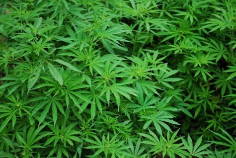 Buffalo States Dart St. lot to become medical marijuana campus