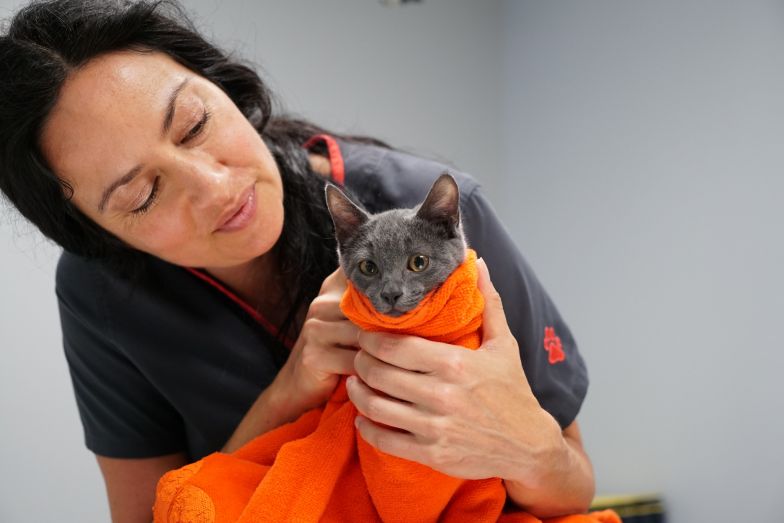 A member of the ASPCA towel-drying a cat