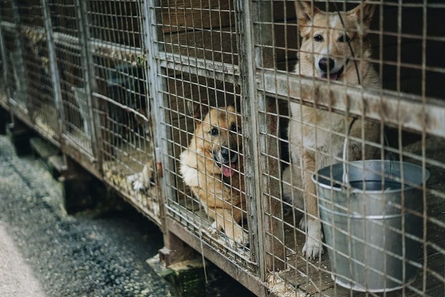 Stopping puppy mills starts with you